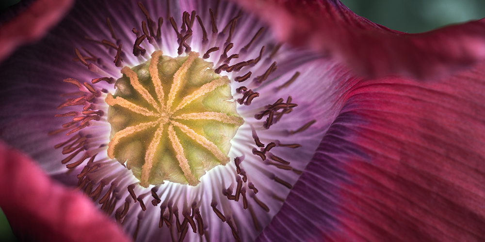 Flower and capsule of opium poppy. 