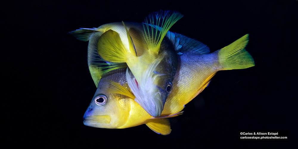 Eiertausch bei Zwitterfischen: Warum geben, wenn man auch nur nehmen kann?