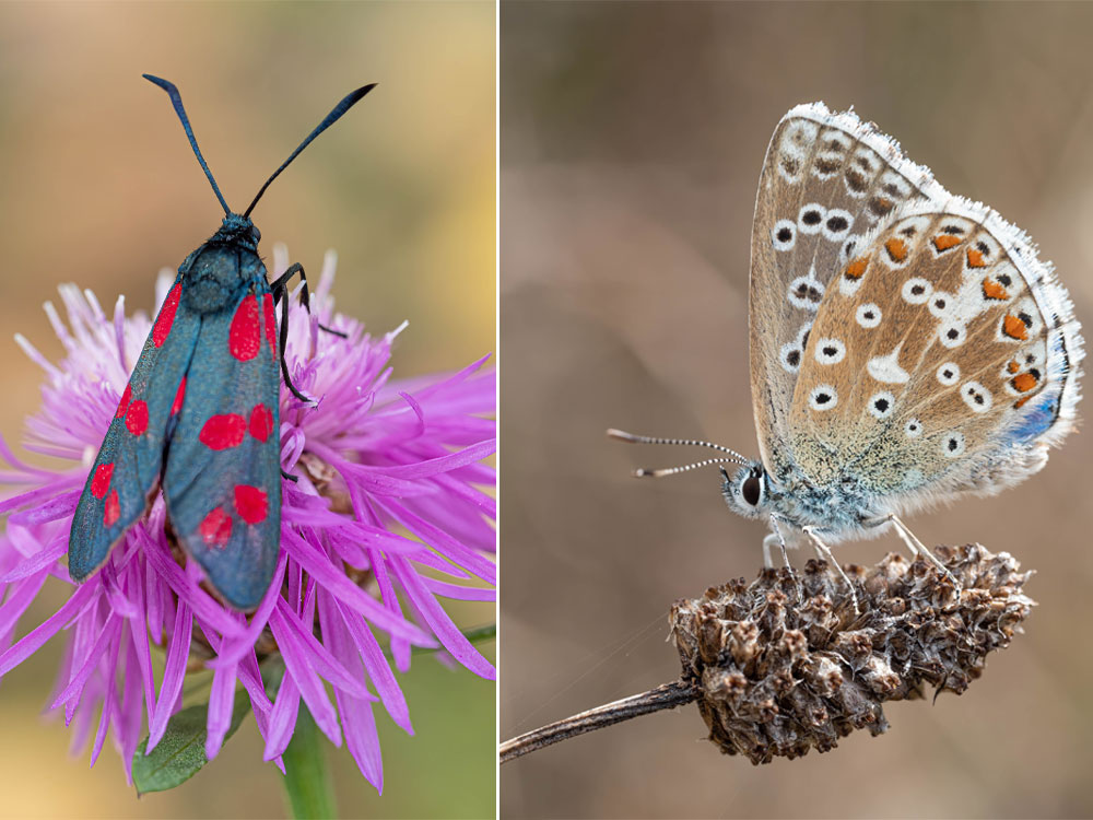 Hufeisenklee-Widderchen und Himmelblauer Bläuling Hufeisenklee-Widderchen und Himmelblauer Bläuling