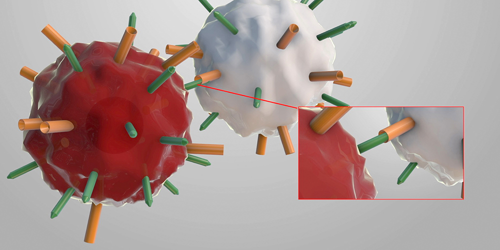 Illustration: T-Zellen interagieren aufgrund zu grosser Dichte