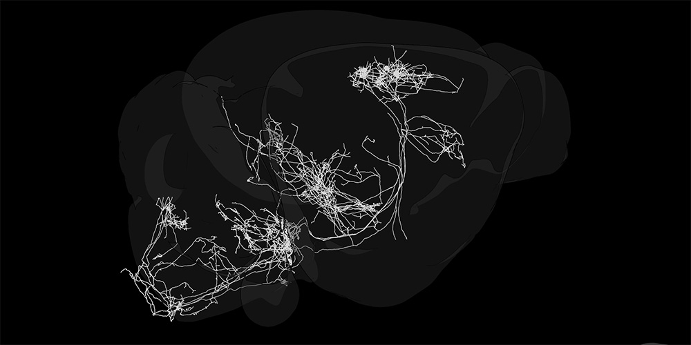 Mapping how the brain organizes movement