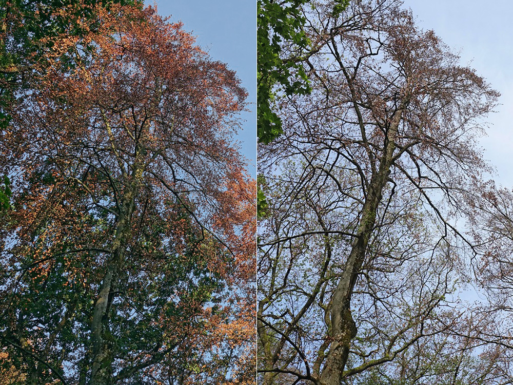 Death of a beech tree in a forest near Basel: during the 2018 heatwave the leaves died prematurely, the following year the tree stopped foring new shoots. (Photo: Urs Weber, University of Basel)