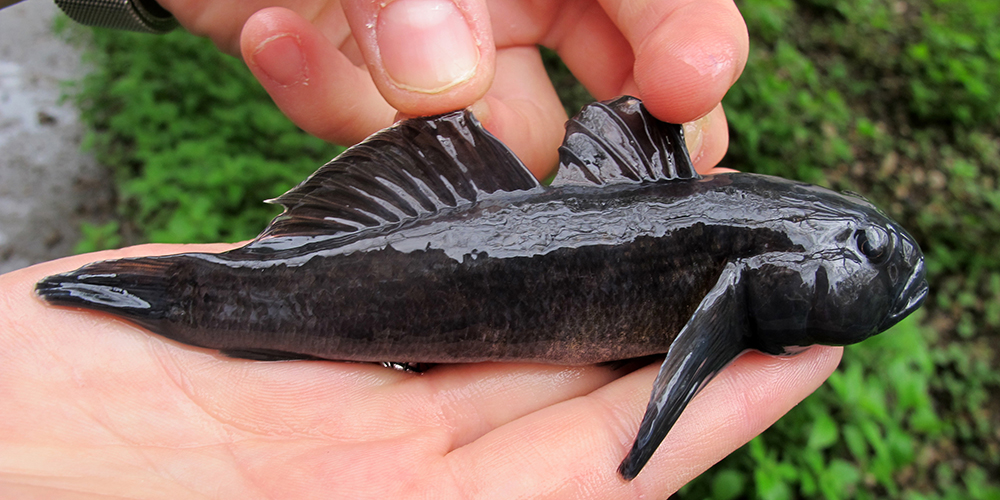 New Detection Method for Goby Invasion | University of Basel