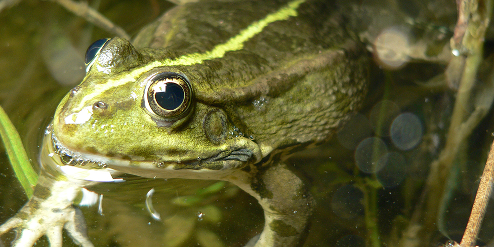 Invasive Water Frogs too Dominant for Native Species