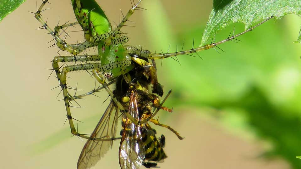 World's spiders devour 400-800m metric tons of insects yearly – experts, Insects