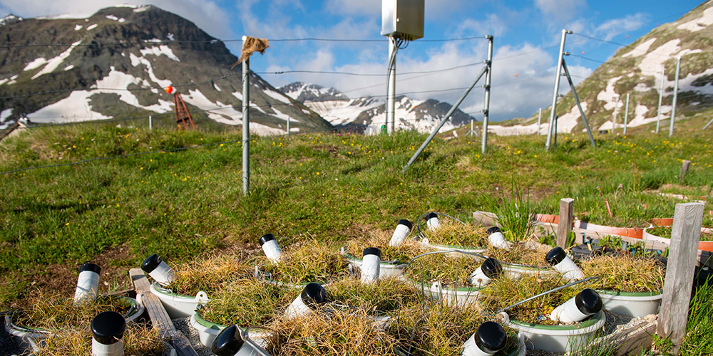 Pots with brown grass in front of green alpine vegetation