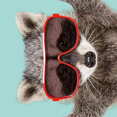 Students welcome: Waschbär mit Sonnenbrille.