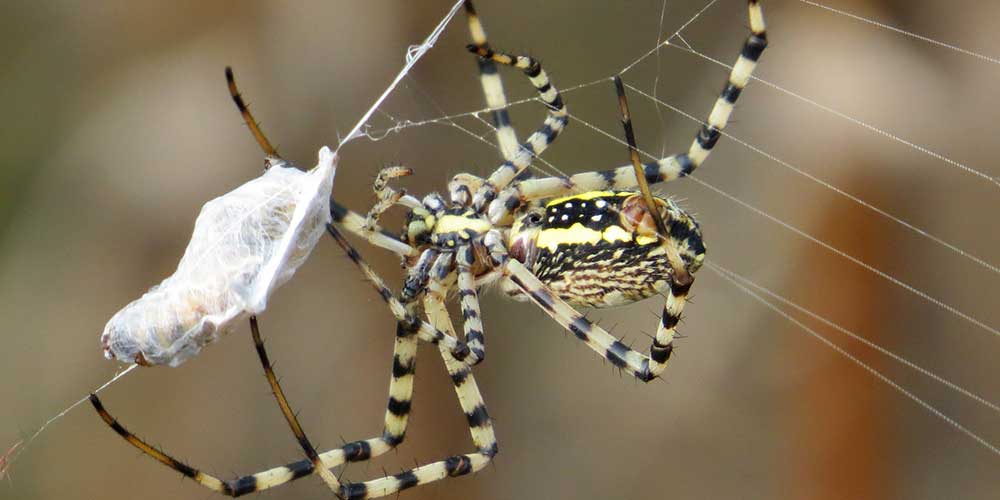 Banded garden spider Argiope trifasciata with packaged prey at edge of orb.