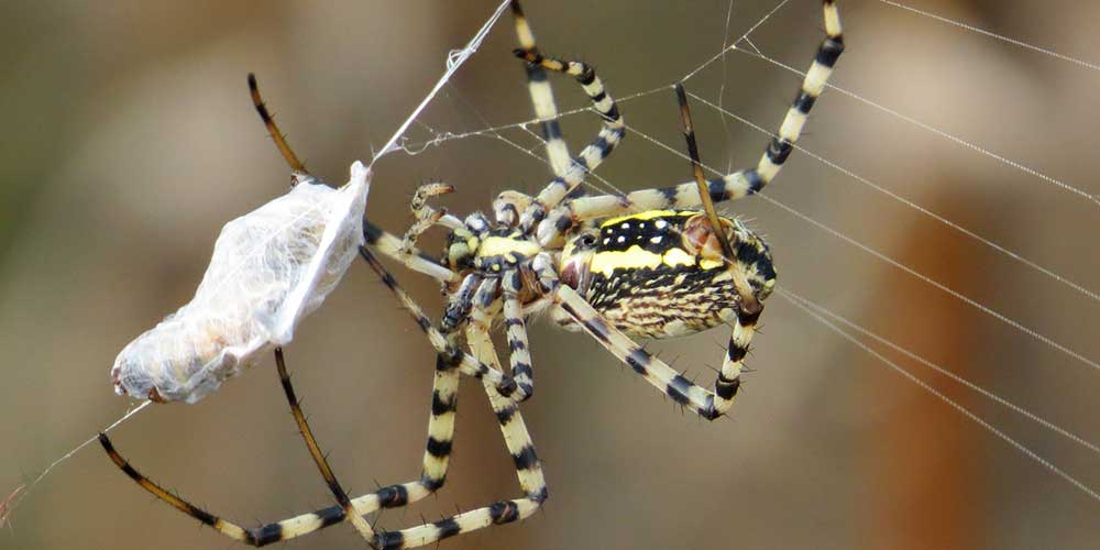 Spiders Eat 400-800 Million Tons of Prey Every Year