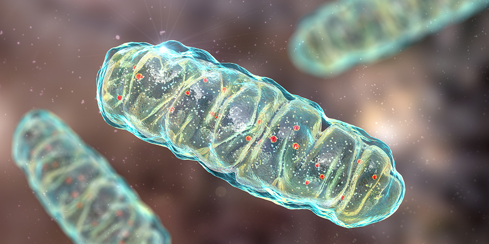 MitoCatch delivers healthy mitochondria to diseased cells