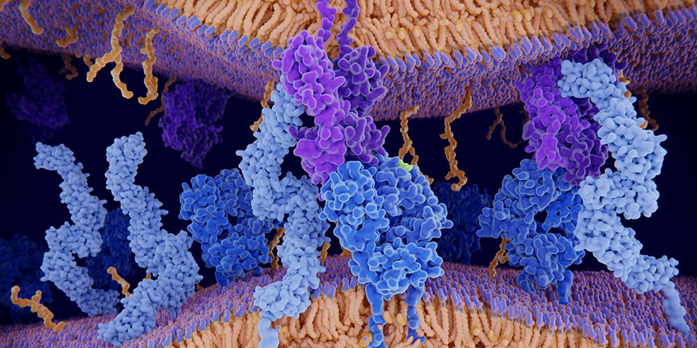 How a receptor shapes the immune response