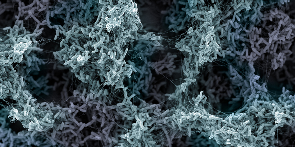 Sophisticated early warning system: How bacteria respond to threats