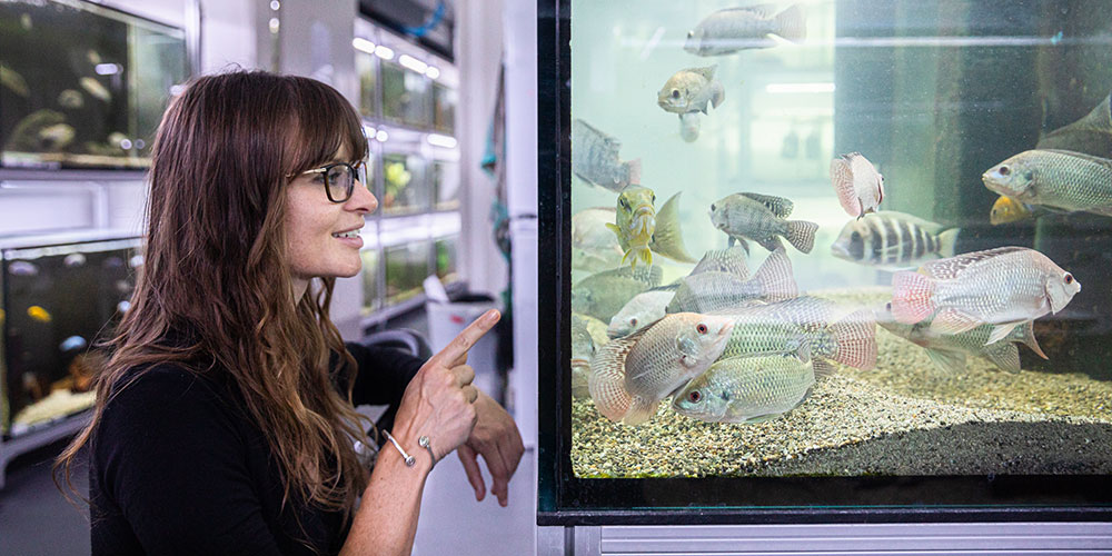 Carolin Sommer-Trembo blickt in ein Aquarium mit Buntbarschen.