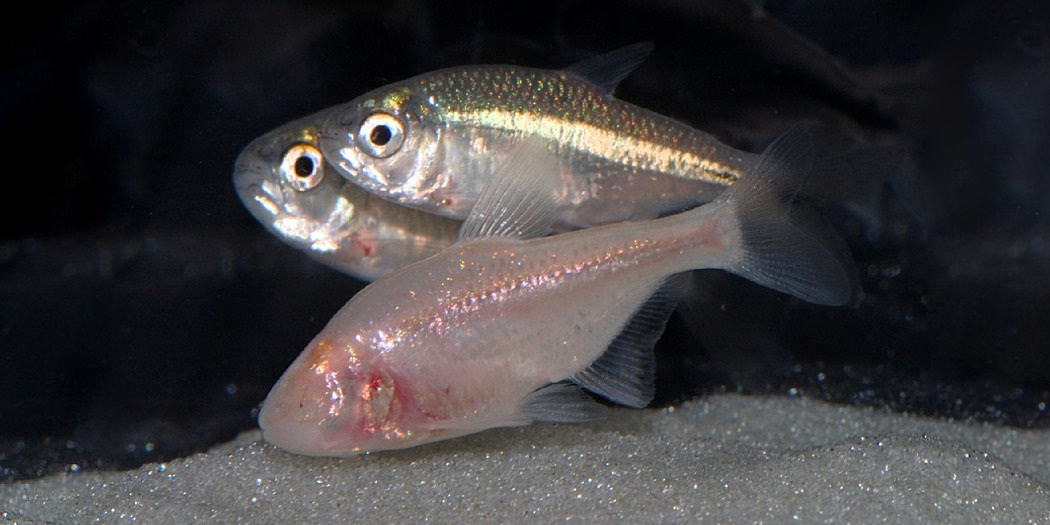 Der blinde höhlenlebende Salmlerfisch und sein an der Wasseroberfläche lebender Artgenosse 