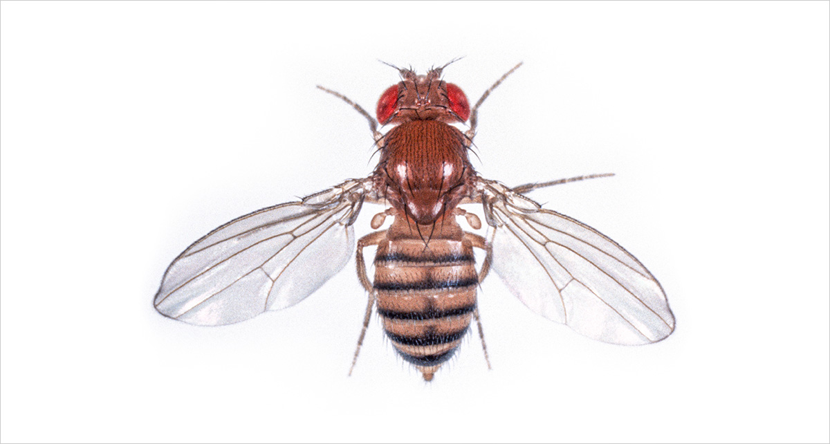 Versuchstiere, Wirbellose Tiere, Fruchtfliege Versuchstiere, Wirbellose Tiere, Fruchtfliege