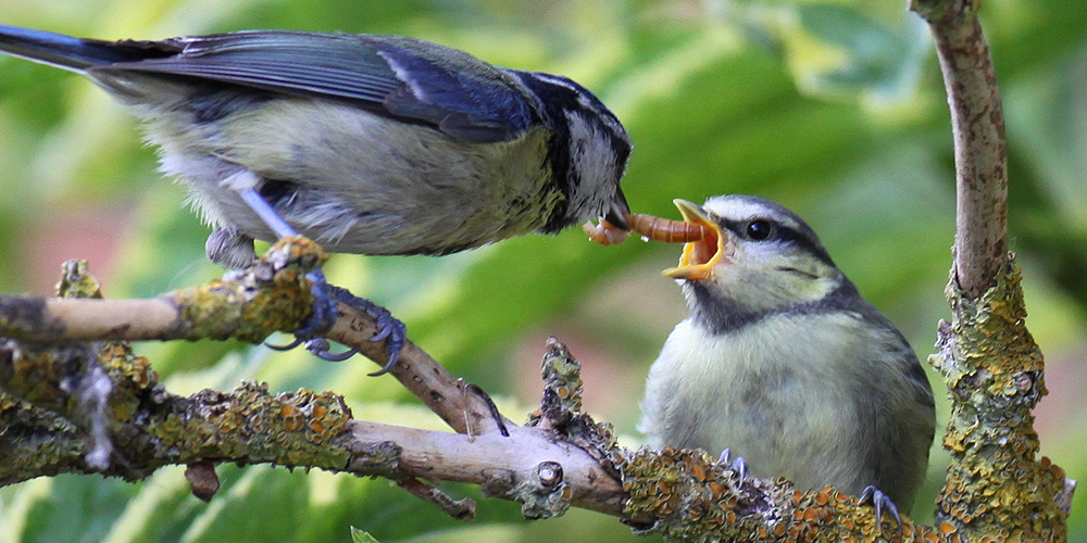 Insectivorous birds consume annually as much energy as the city of New York