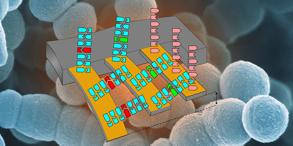 Quick and sensitive identification of multidrug-resistant germs