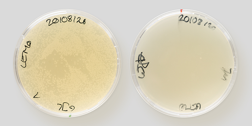 Neues Antibiotikum: Täuschungsmanöver im Kleinstformat