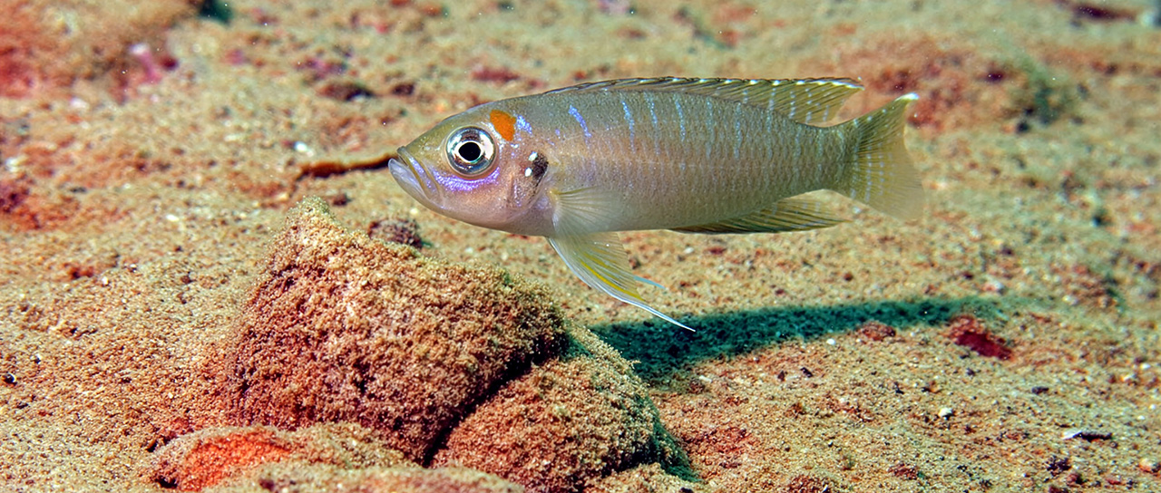 Ein Buntbarsch im Tanganyika See, Beispiel für eine räuberische Art