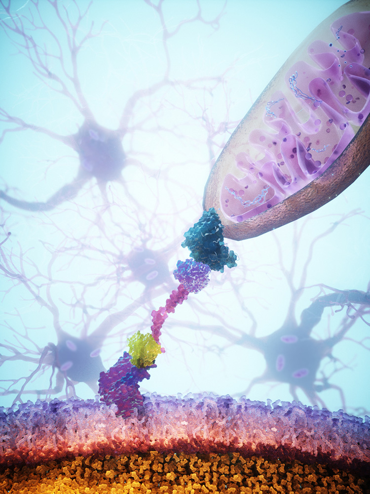 Illustration eines Mitochondriums und einer Zielzelle, verbunden durch eine Andockhilfe Illustration eines Mitochondriums und einer Zielzelle, verbunden durch eine Andockhilfe