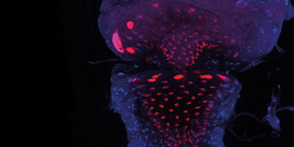 Sleeping instead of eating: How the gut influences behavior