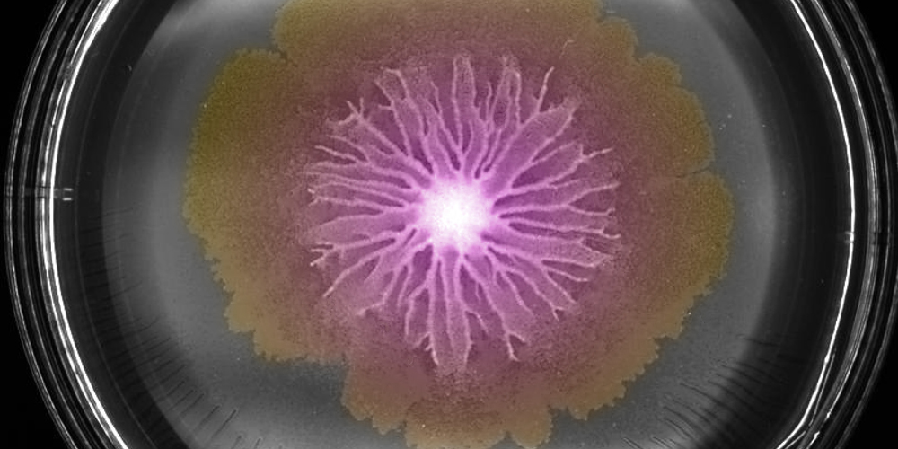 Sophisticated swarming: Bacteria support each other across generations