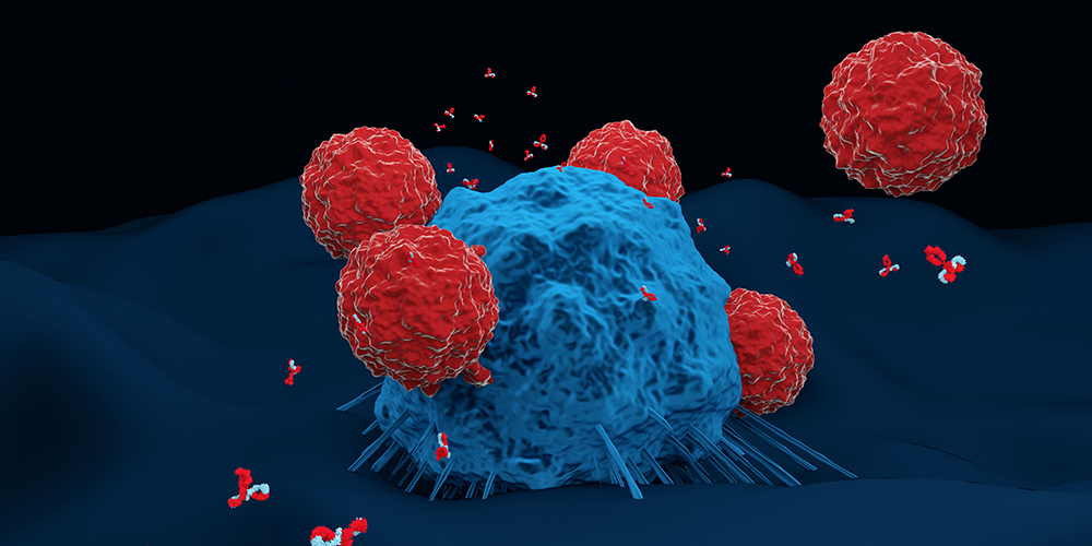 Antibodies and T cells attacking a cancer cell. 