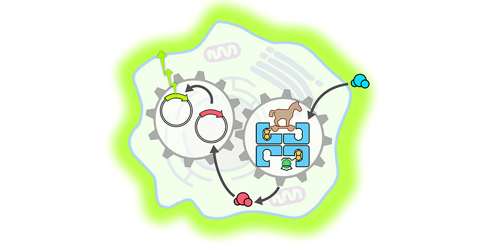 Es werde Licht: Ein künstliches Metalloenzym (blau) dringt in eine Säugerzelle ein, wo es die Freisetzung eines Hormon (blaue zu rote Kugeln) beschleunigt. Dieses aktiviert einen Genschalter (Kreise mit Pfeilspitzen), was schliesslich zur Produktion eines fluoreszierenden Indikatorproteins führt (hellgrüner Schein um die Zelle). (Bild: Universität Basel, Yasunori Okamoto)