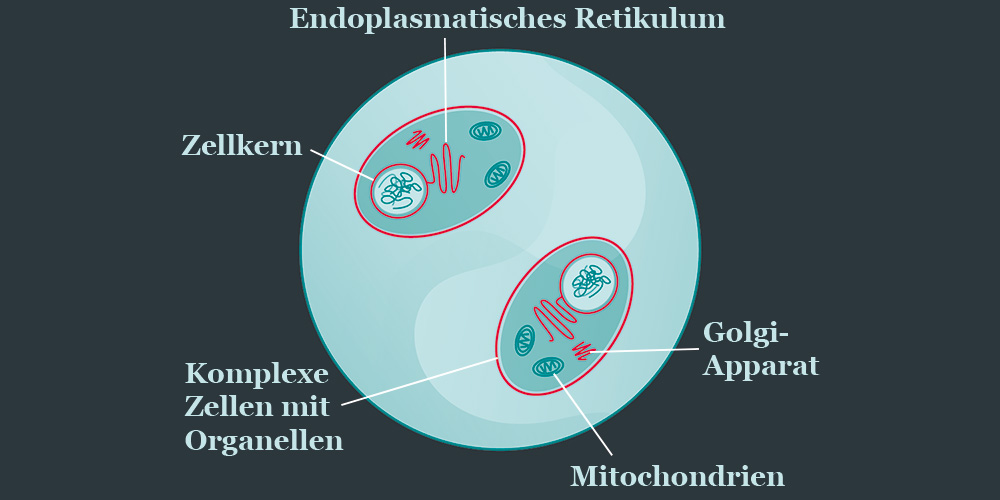 Illustration einzelliger Organismen mit Zellkern und Zellorganellen