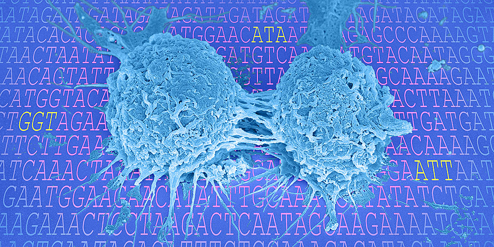 Genetische Signatur steigert Proteinherstellung während der Zellteilung