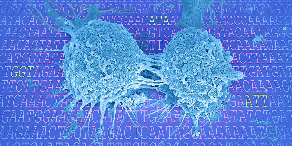 Genetic signature boosts protein production during cell division