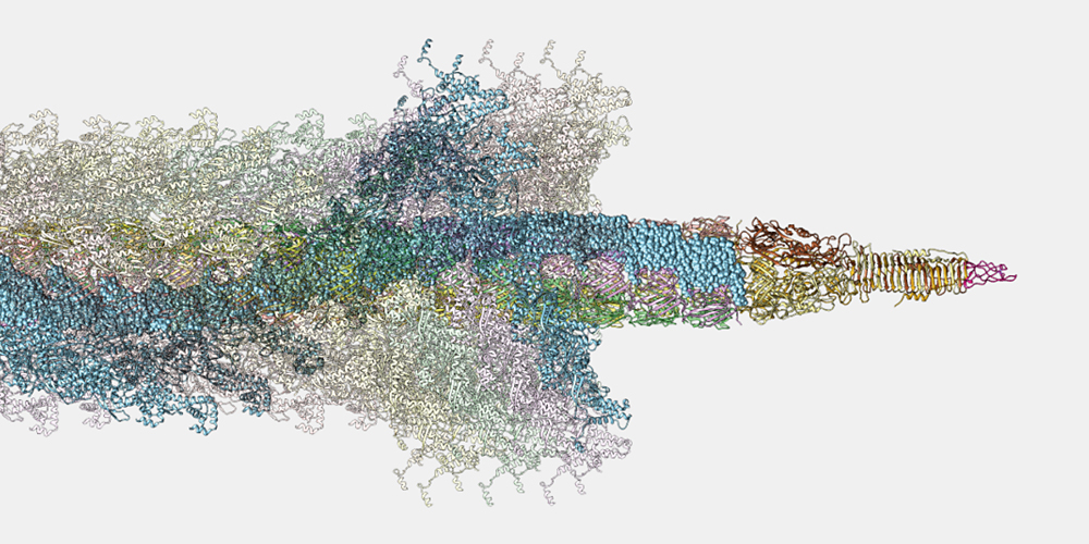 Bacterial Nanosized Speargun Works Like a Power Drill