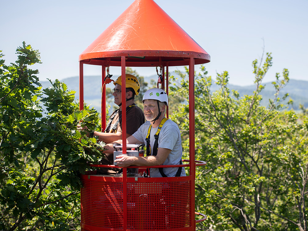 In the treetops, the researchers can use a personnel gondola to take measurements over the entire height of the trees' growth and collect leaf samples, which are then examined in the Basel laboratory (Image: © Christian Flierl, University of Basel). Ansgar Kahmen