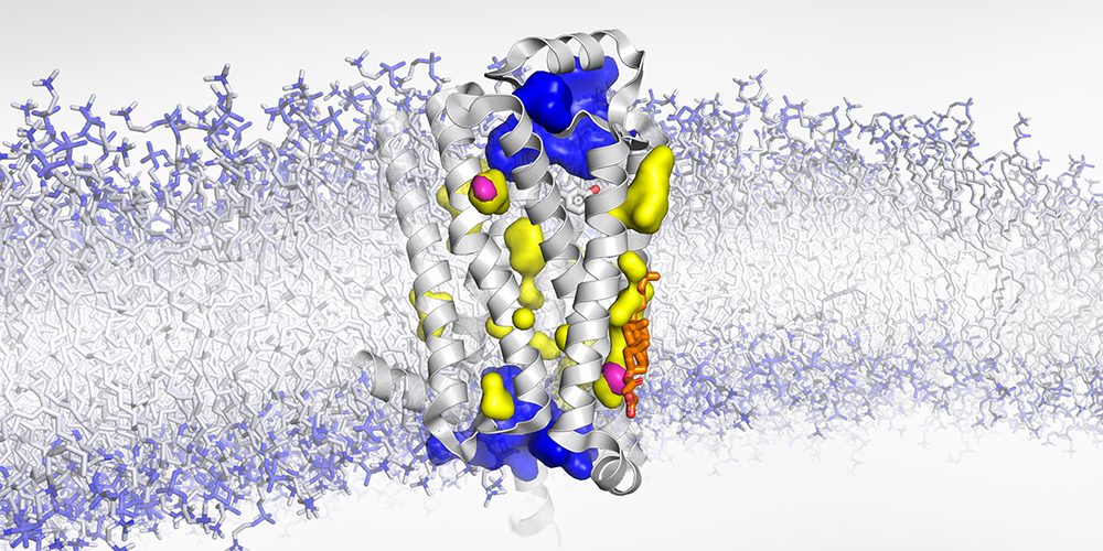 Darstellung der Struktur eines G-Protein gekoppelten Rezeptors
