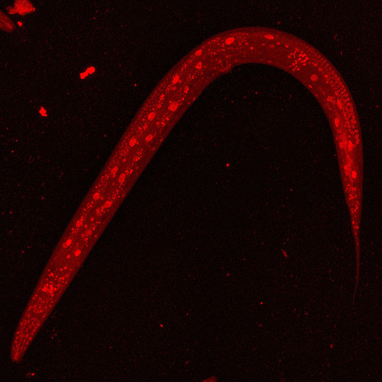 NHR-66 in the roundworm C. elegans, marked with red fluorescent protein. NHR-66 in the roundworm C. elegans, marked with red fluorescent protein.