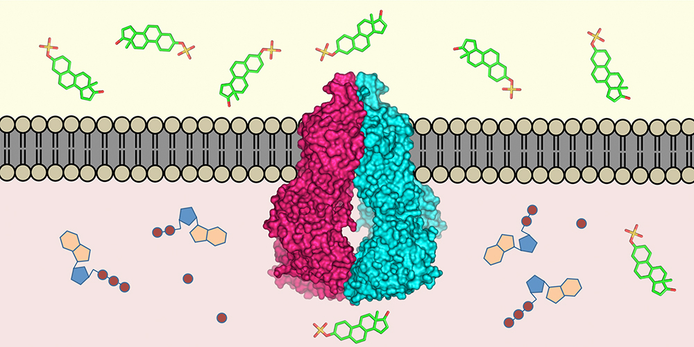 Das Transportprotein ABCG2 (Mitte) ist in die Zellmembran eingebettet. Es erkennt im Zellinnern (unten) über 200 Stoffe und transportiert diese nach aussen (oben). 