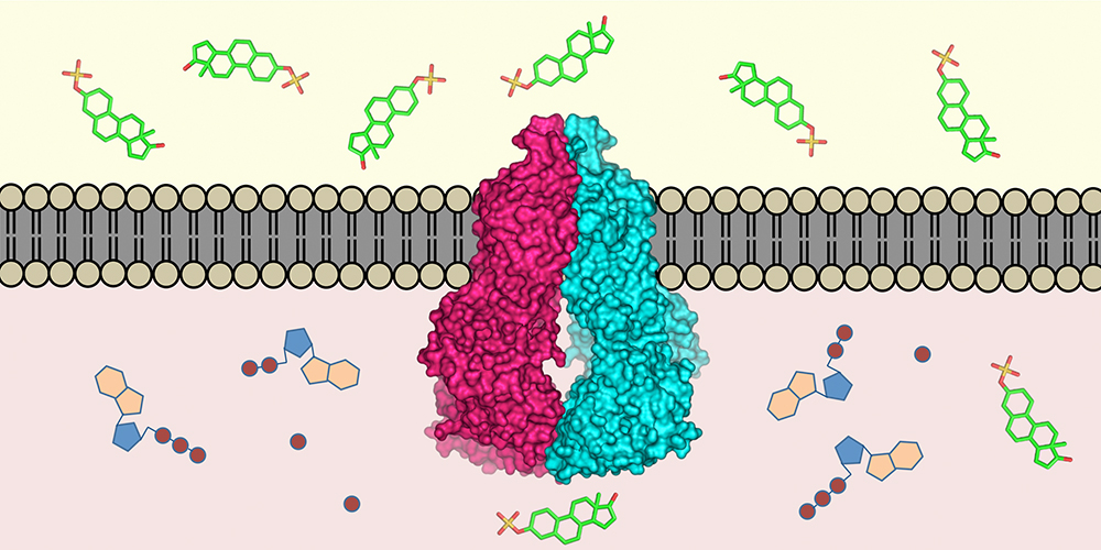 Resistant Cancer Cells: 3D Structure of a Drug Transporter Decoded