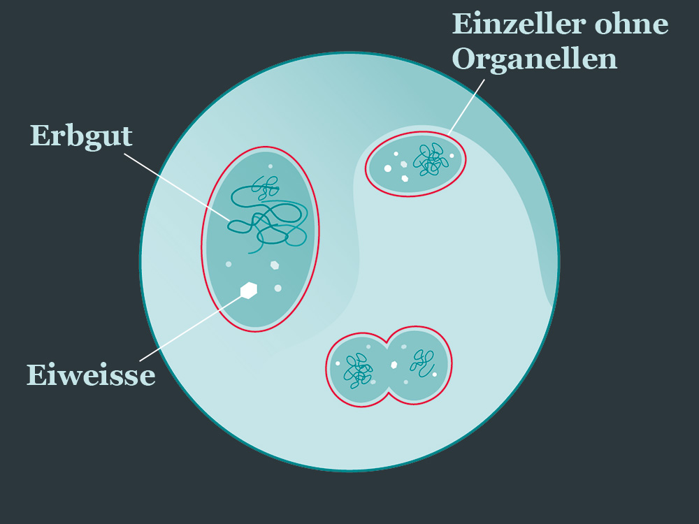 Illustration einzelliger Organismen ohne Zellorganellen