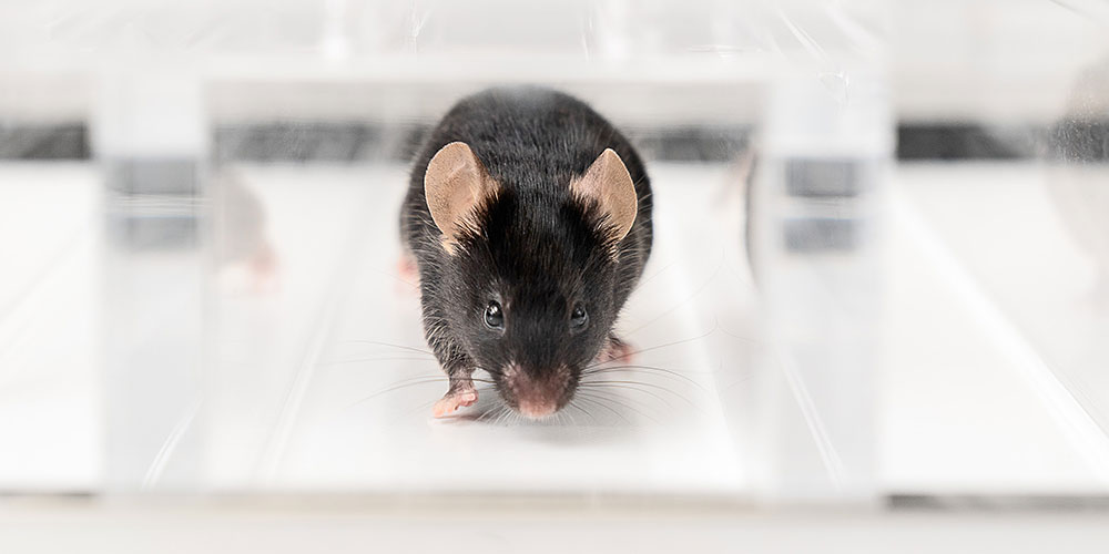 Win-win in muscle research: faster results and fewer laboratory animals thanks to new method