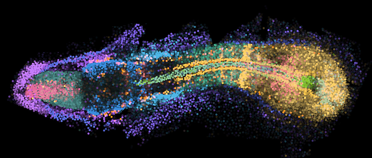 Zebrafisch-Embryo mit Punkten, deren Farben bestimmte Gene repräsentieren