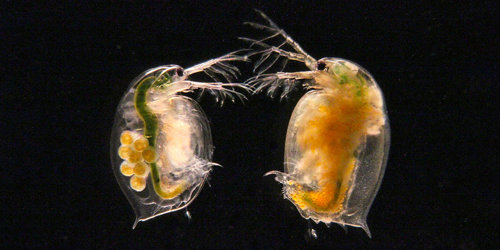 Competition over millions of years preserves genetic diversity