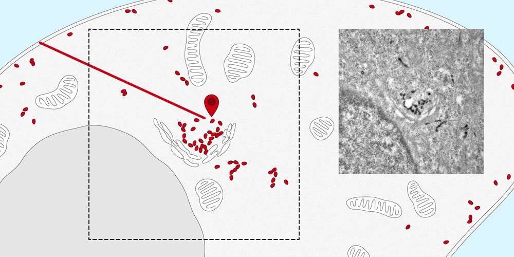 Nanobodies verfolgen Rezeptoren von der Zelloberfläche zum Zentrum der Zelle (zum Golgi-Apparat). Rechts: elektronenmikroskopische Aufnahme. (Bild: Universität Basel, Biozentrum)