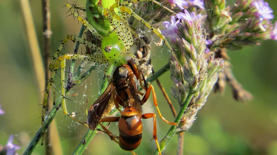 World's spiders devour 400-800m metric tons of insects yearly – experts, Insects