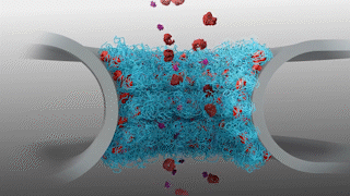 Illustration of the nuclear pore Illustration of the nuclear pore