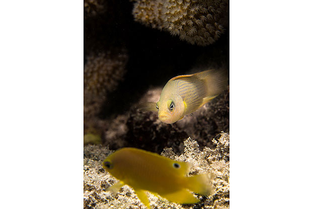 Dottyback (in the back) eyeing off its juvenile damselfish prey. Dottybacks change color to imitate the parental fish of the juveniles they prey upon. (Illustration: Christopher E. Mirbach)