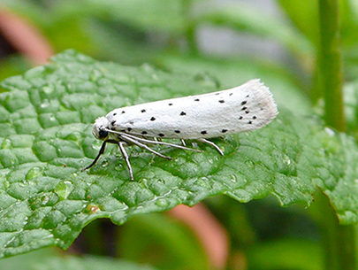 Small ermine moth