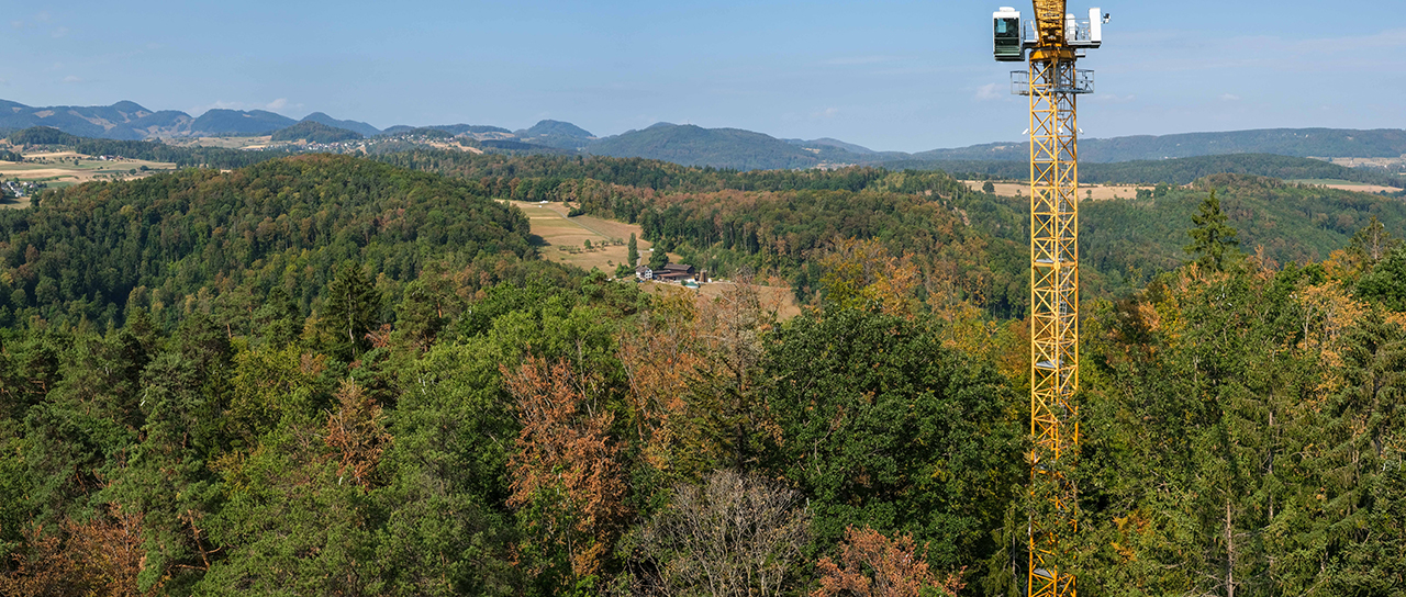 Wide view of a wooded, hilly landscape with trees showing early discoloration and leaf loss; a yellow crane stands in the foreground.