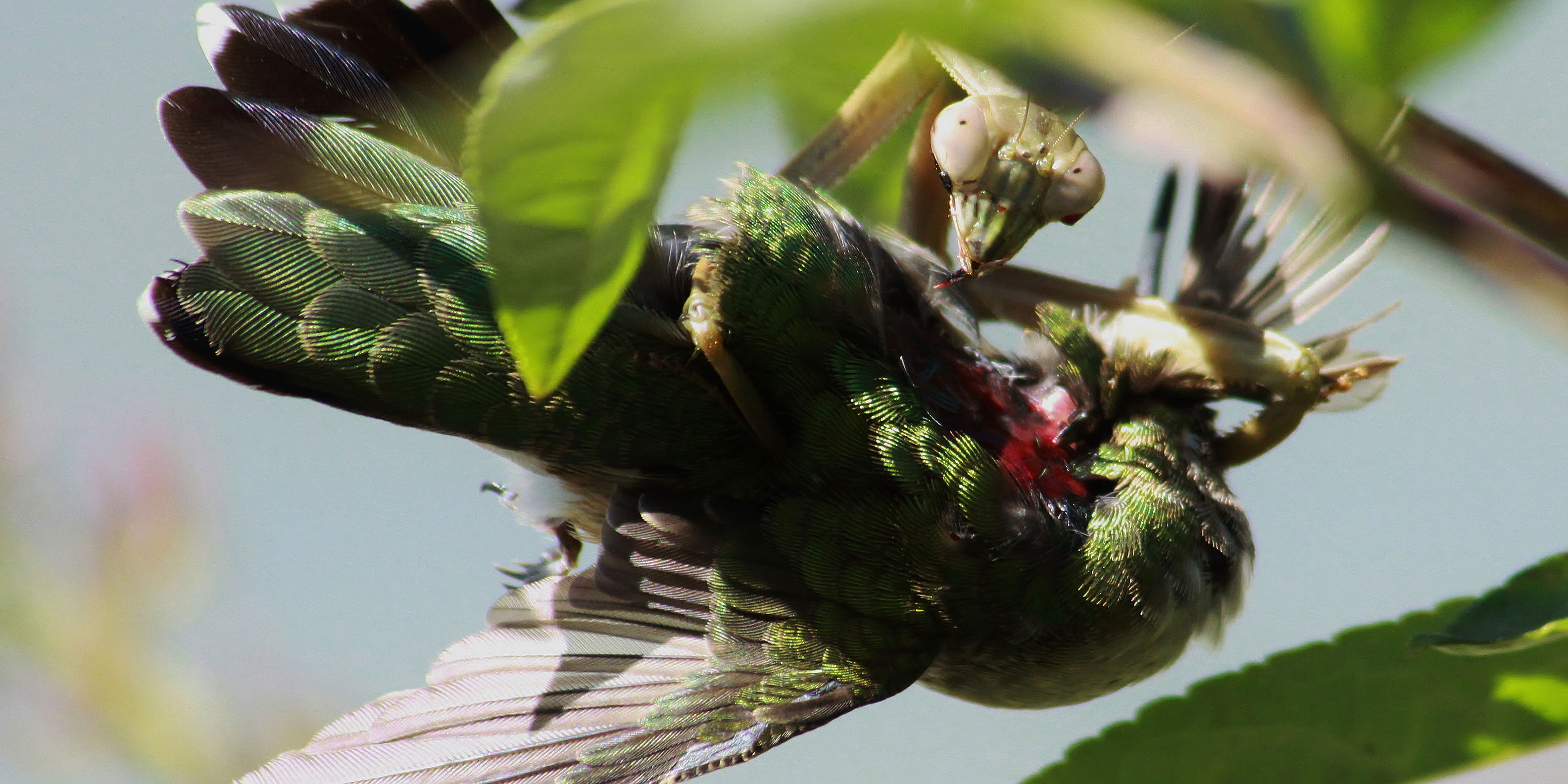 Praying Mantises Hunt Down Birds Worldwide