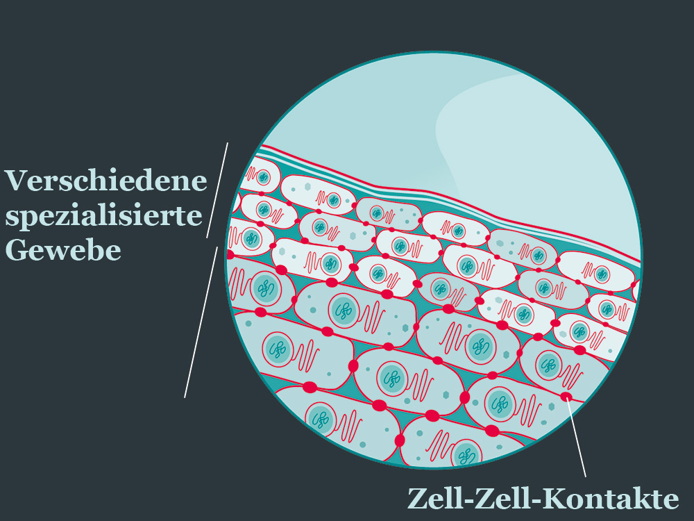 Illustration mehrerer Gewebeschichten mit unterschiedlichen Zelltypen Illustration mehrerer Gewebeschichten mit unterschiedlichen Zelltypen