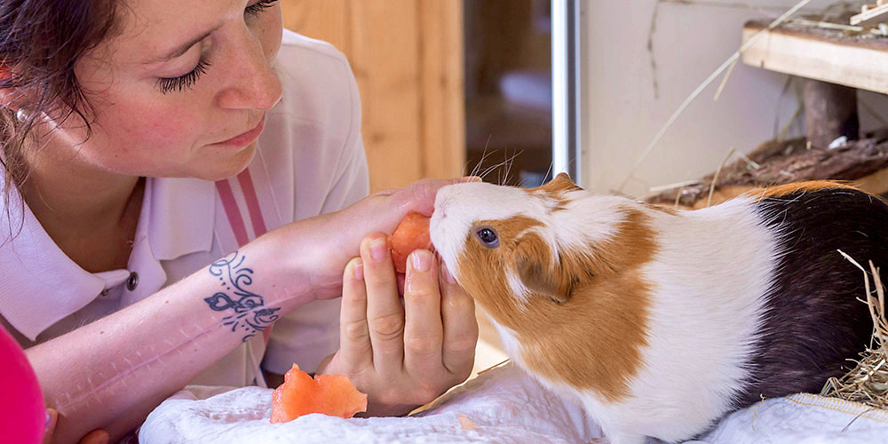 The presence of animals during therapy sessions has a positive effect on the social behavior of patients who suffer from acquired brain injuries. (Image: REHAB Basel)